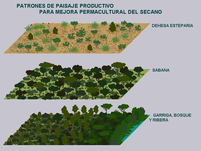 Esquema que ejemplifica un modelo de restauración del territorio en secano interviniendo en zonas 3 a 5.
Dibujo: J. Ramón Rosell