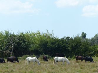 Ejemplo de gestión de ecosistemas naturales con megafauna en Europa. En la foto toros y caballos en libertad en la Camarga, Francia.
Foto: Ecology4Economy 