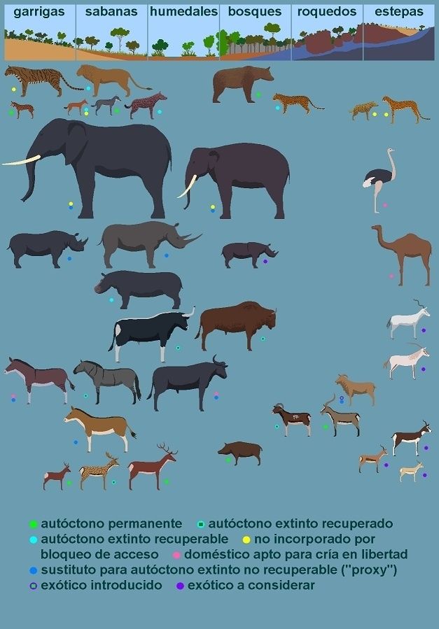 Especies para rewilding para climas mediterráneos. Explicación en el documento Megafauna.
Dibujo: J. Ramón Rosell